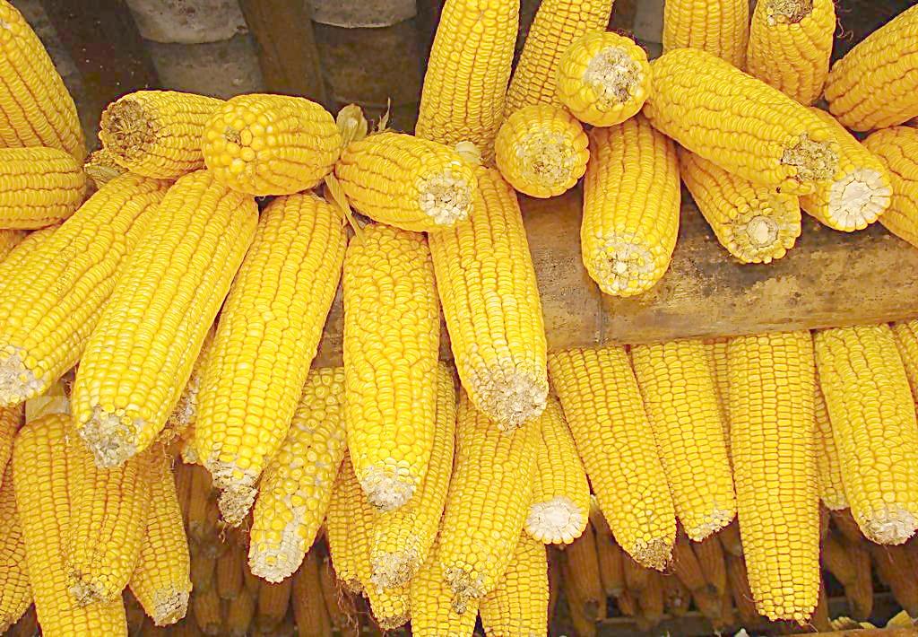 国产玉米价格显疲态