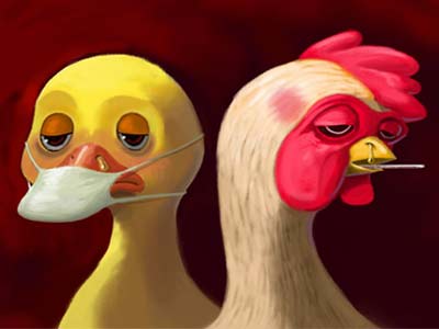 韩养鸡场再现禽流感病例