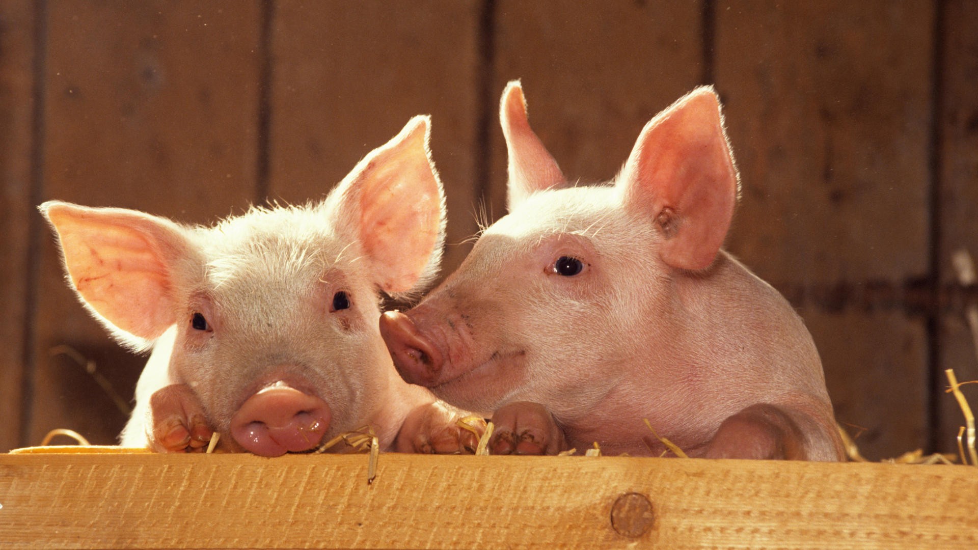自繁自养的猪场　如何做好防疫？