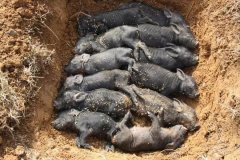 非洲猪瘟简史及防控方案