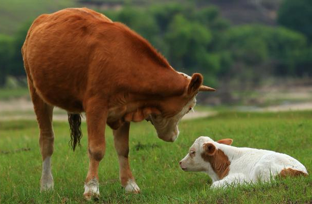肉牛、肉羊常用的能量饲料